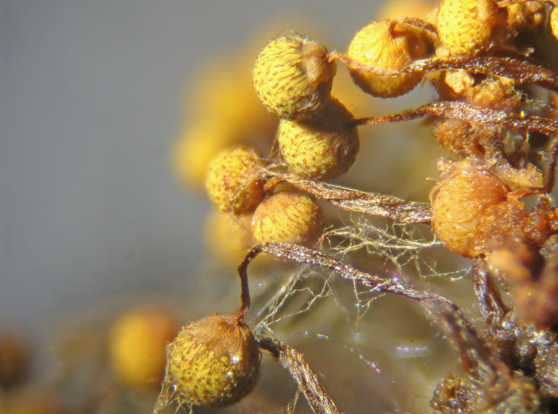 Cribraria intricata?